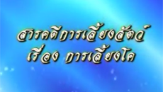 การเลี้ยงโค