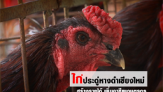 ไก่ประดู่หางดำเชียงใหม่