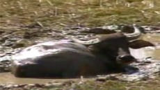 การเลี้ยงกระบือปลัก