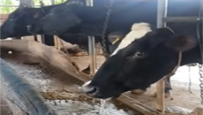 ความรู้เกี่ยวกับโรคปากและเท้าเปื่อย